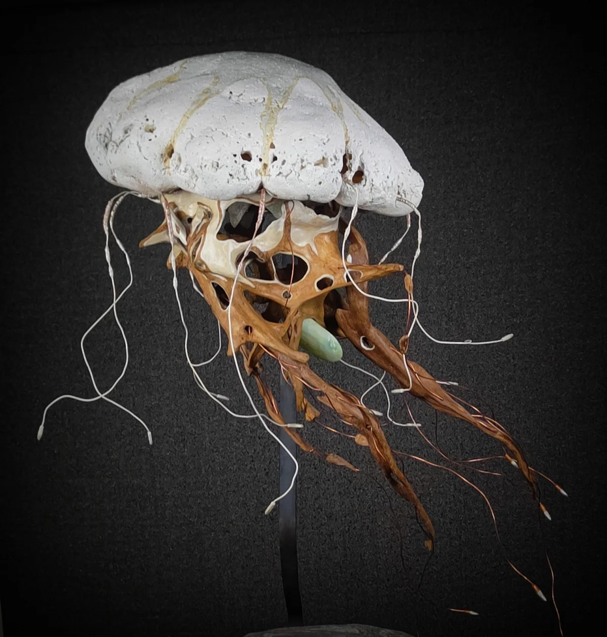 Medusa — SurvAnimal